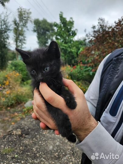 Котенок в добрые руки