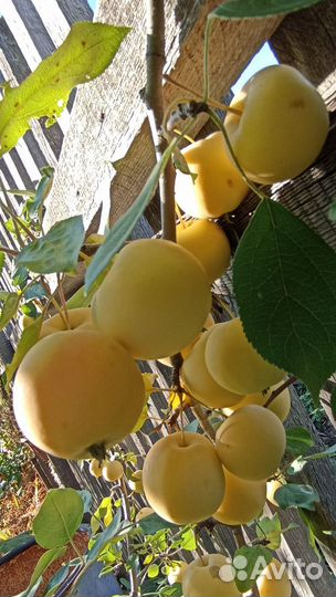 Продам яблоки