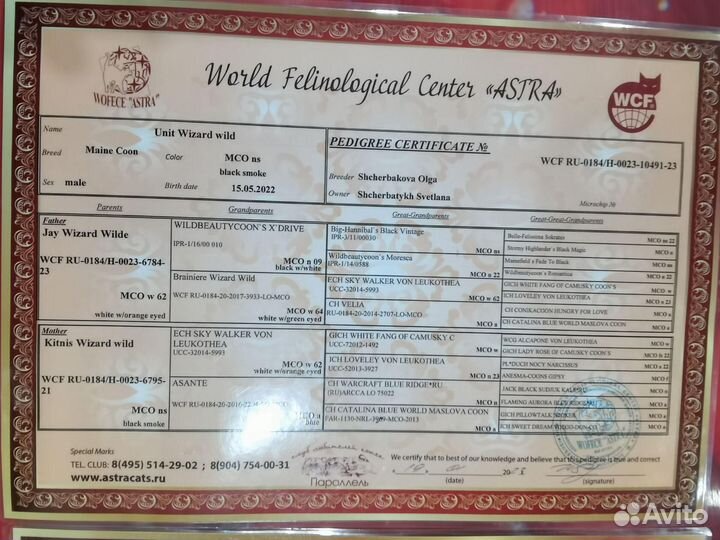 Вязка с котом мейн-куном