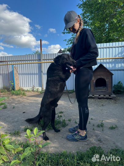 Собака в добрые руки