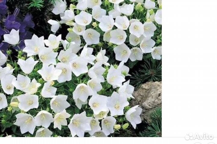 Колокольчик карпатский белый многолетник