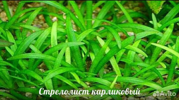 Авариумные растения