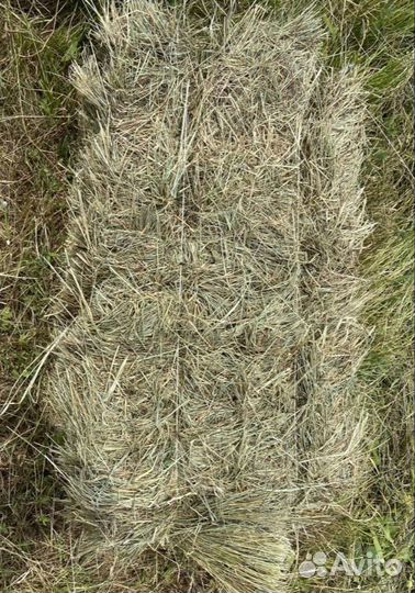 Сено свежее