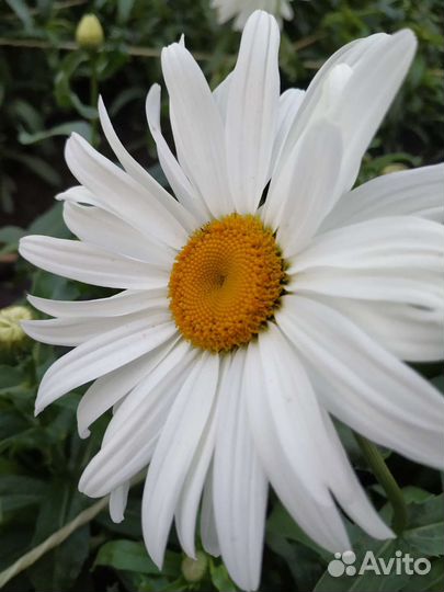 Букет из гигантской ромашки