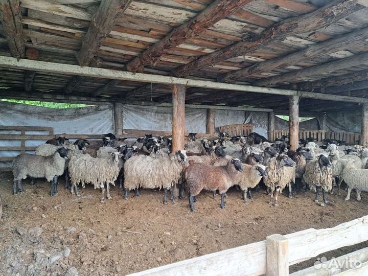 Баранина живым весом