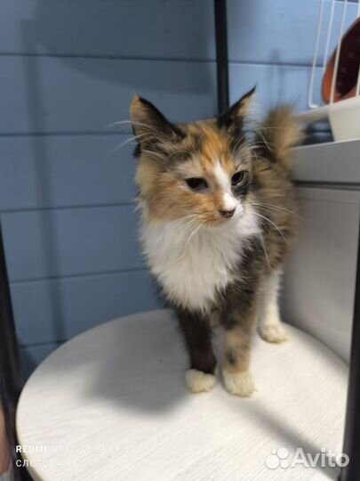 Котодетки, 4 месяца