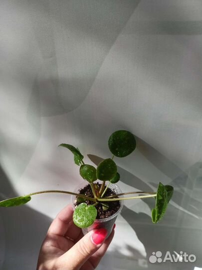 Пилея Пеперомиедивная