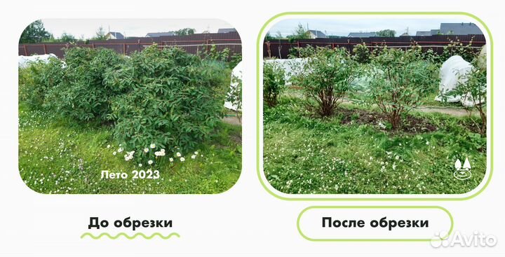 Садовый мастер и консультант
