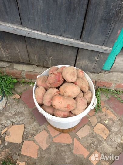 Картофель крупный