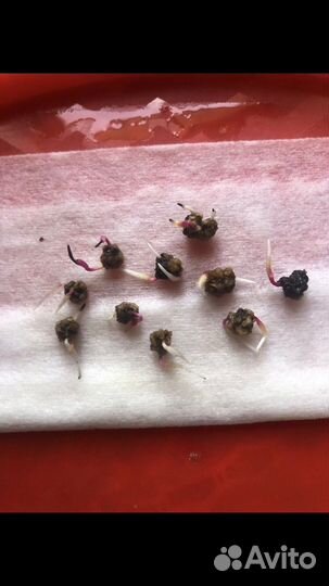 Свекла семена Креолка