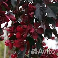Яблоня декоративная Роялти