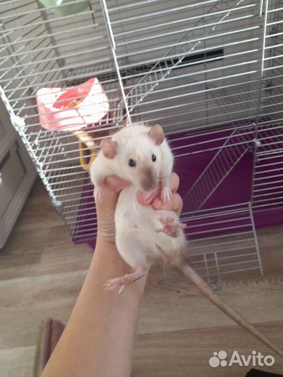 Крыса с клеткой