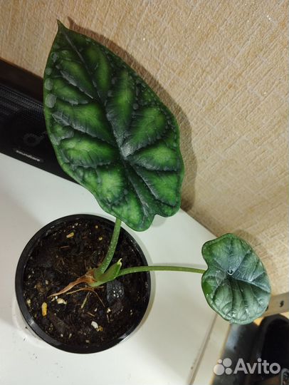 Алоказия разные сорта