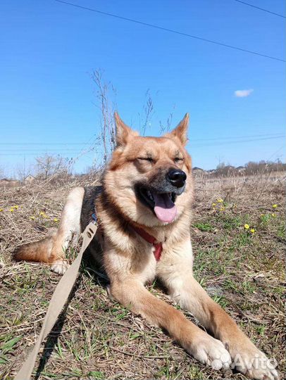 Собаки бесплатно в добрые руки