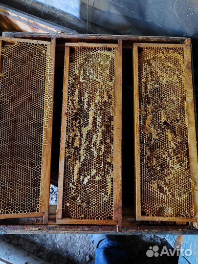 Сушь магазинная