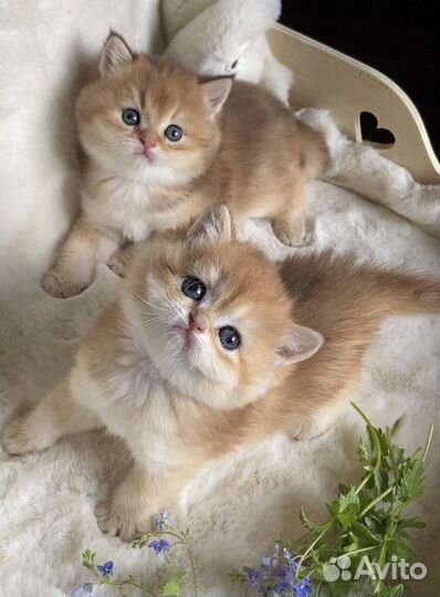 Британцы золотая шиншилла