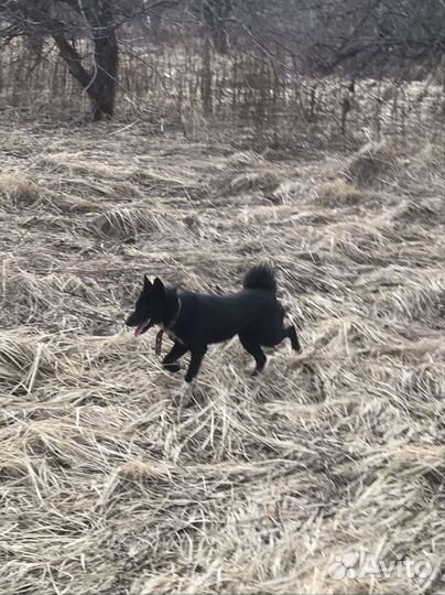 Щенок поместь лайки