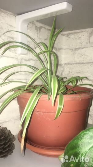 Комнатные растения цветы