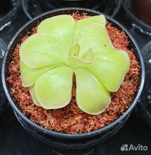 Хищное растение Жирянка Agnata*Sethos