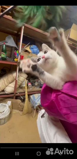 Котики бесплатно в добрые руки