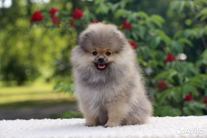 Немецкий шпиц малый