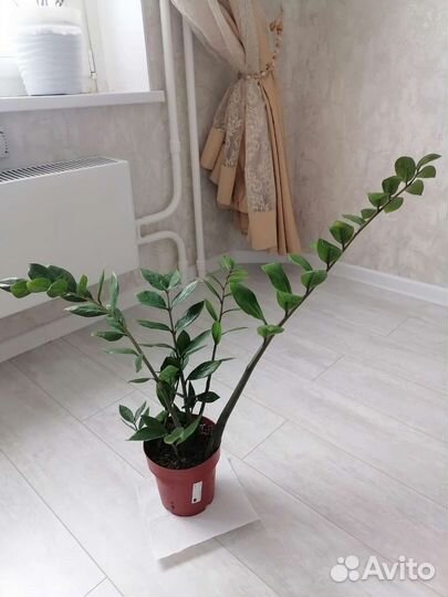 Замиокулькас