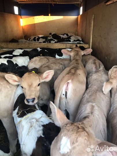 Телята разных пород