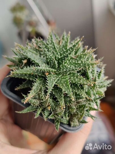 Хавортия ретуза, алоэ пепе, гастералоэ