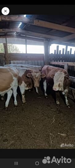 Бычки и телята