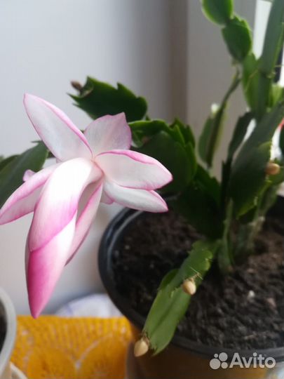 Комнатные цветы