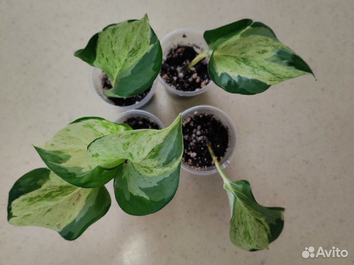 Эпипремнумы и сциндапсусы 4 сорта