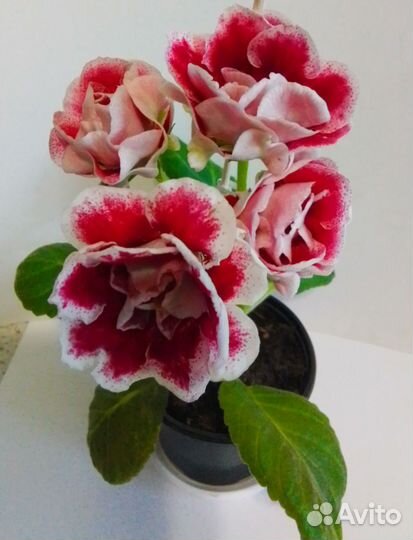 Сортовые глоксинии