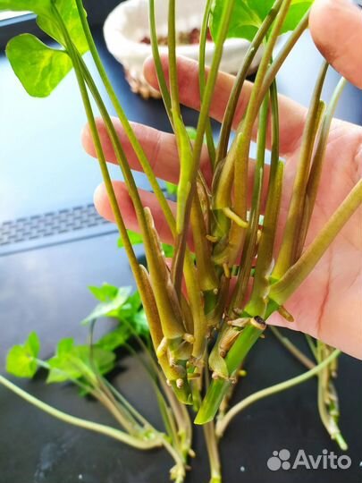 Сингониум обмен