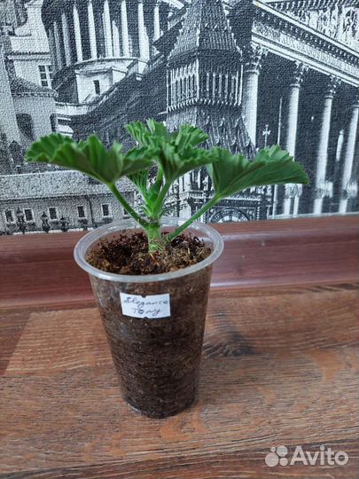 Пеларгония (герань) королевская