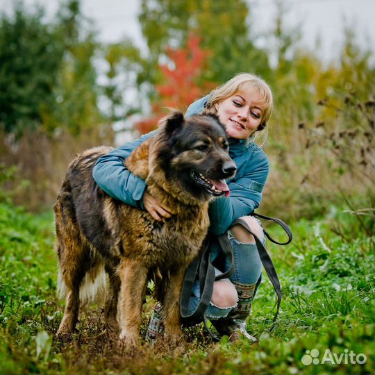 Кавказская овчарка в дар