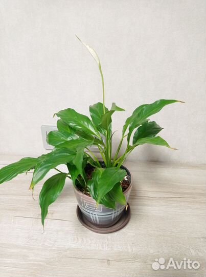 Спатифиллум