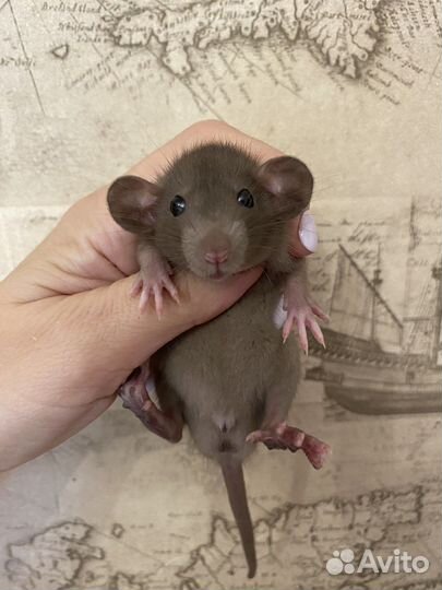 Ручные Крысята Дамбо из Питомника