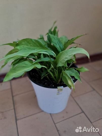 Продам цветы комнатные