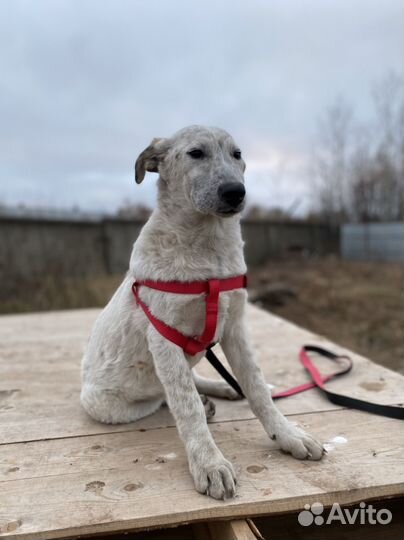 Щенки в дар