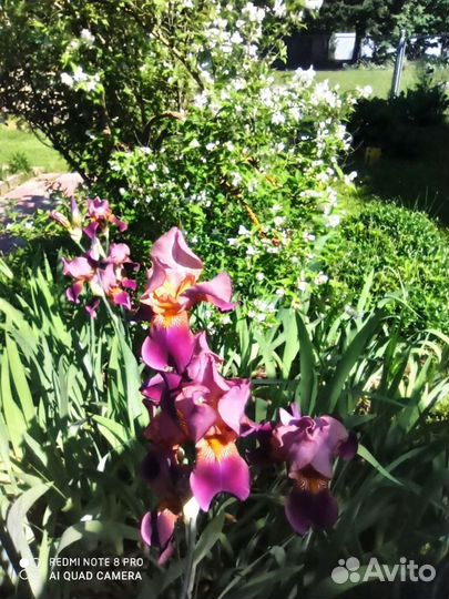 Ирисы бородатые Бразье