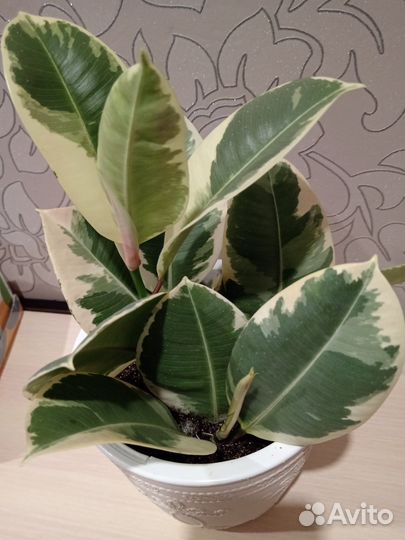 Фикус тинеке