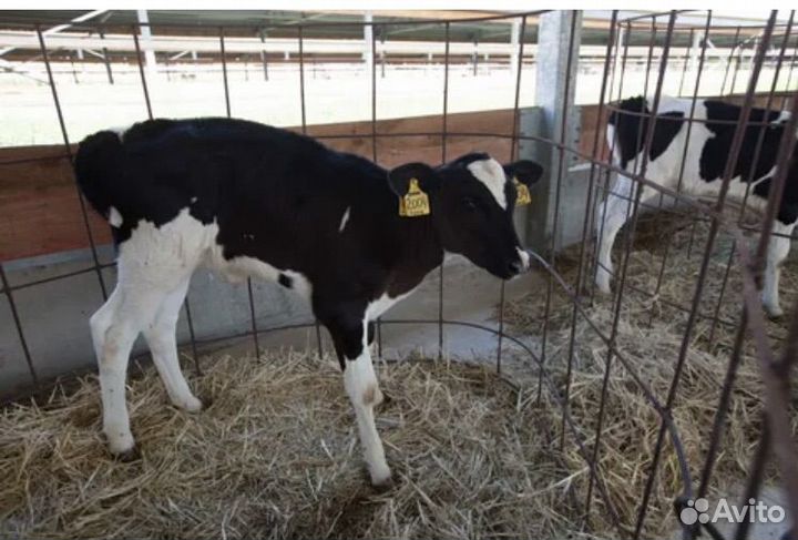 Бычки и телята мясной породы