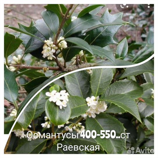 Вечнозеленые садовые кустарники