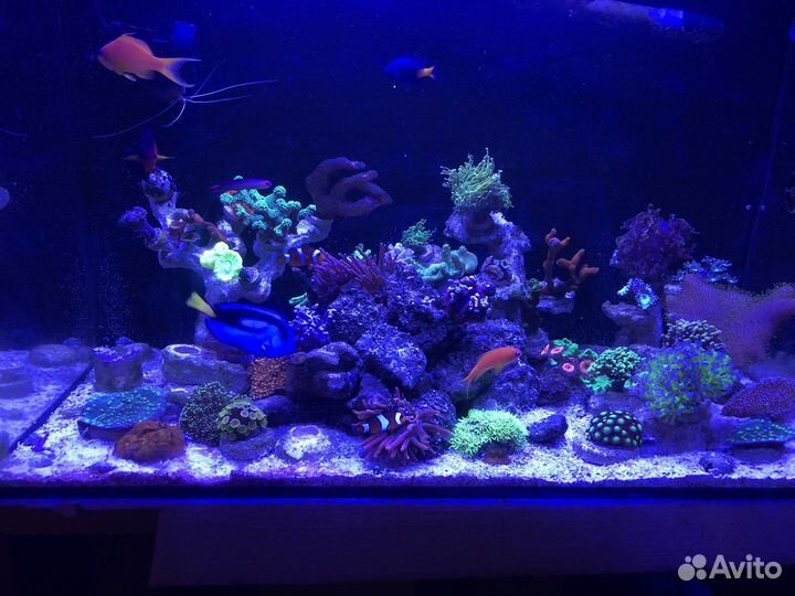 Морской аквариум