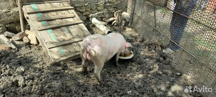 Молодой хряк на племя