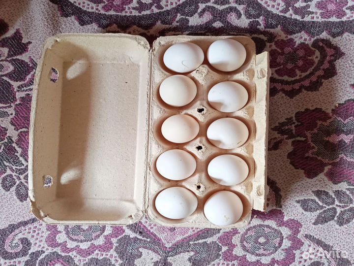 Инкубационное яйцо кур Павловское золото