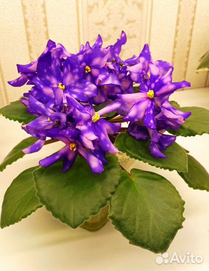 Фиалка - детки