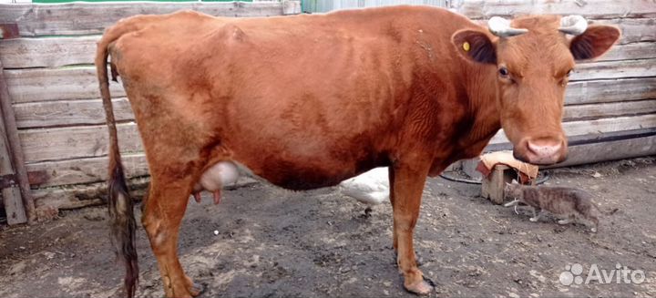 Корова дойная