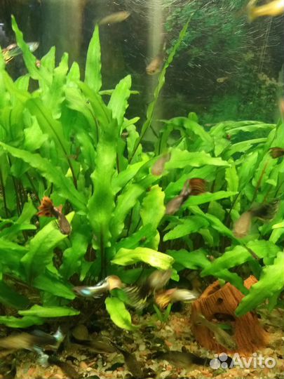 Рыбки гуппи