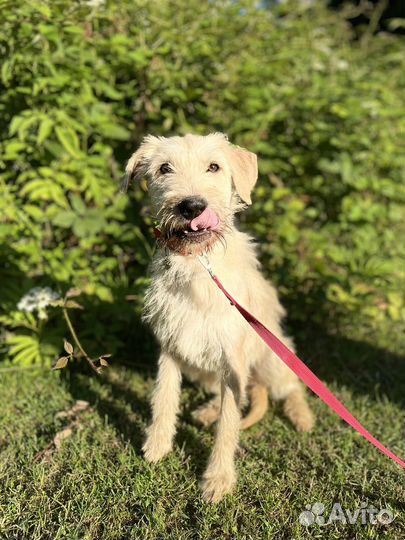 Очаровательный мальчик ищет дом